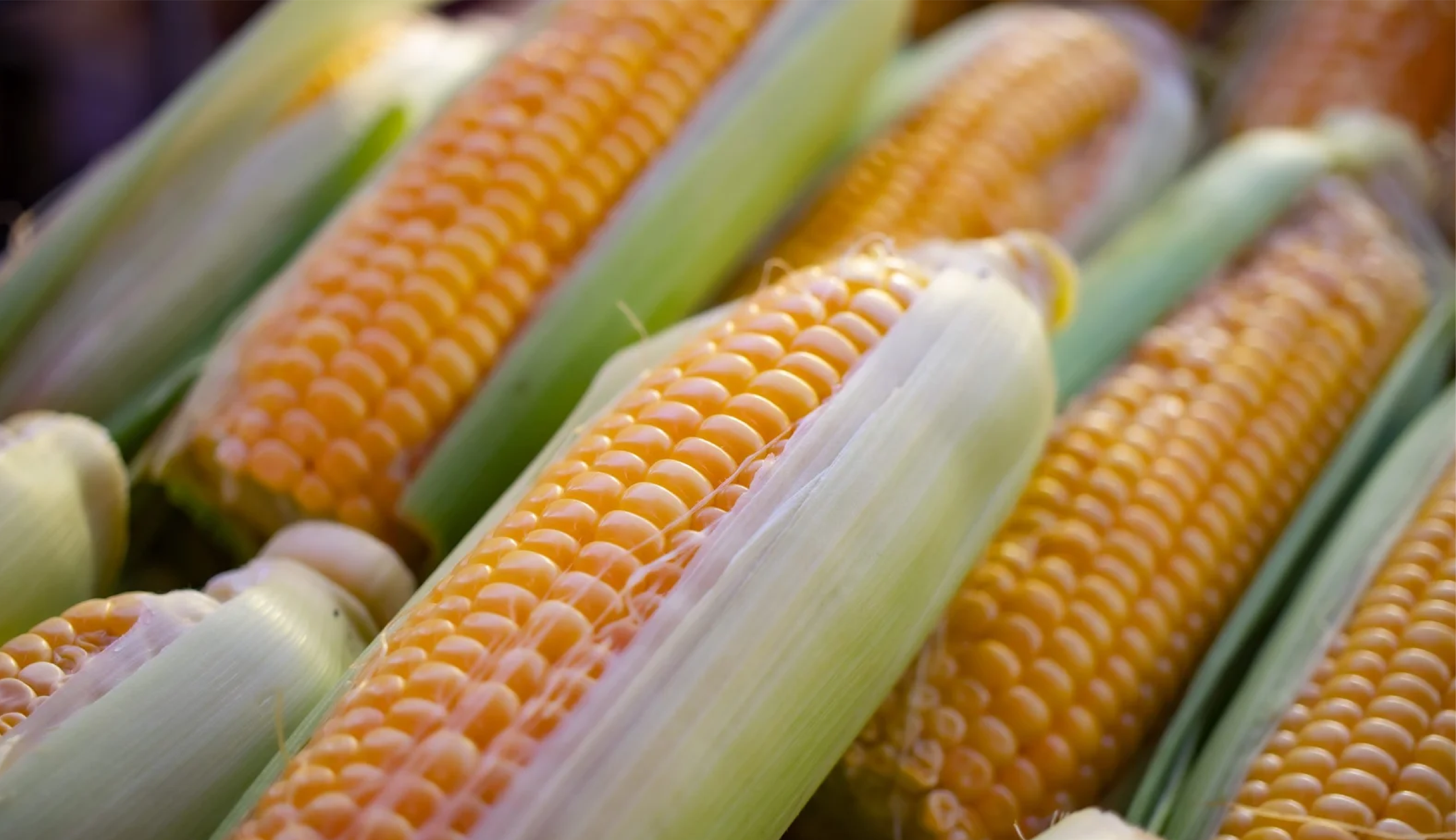 Maize