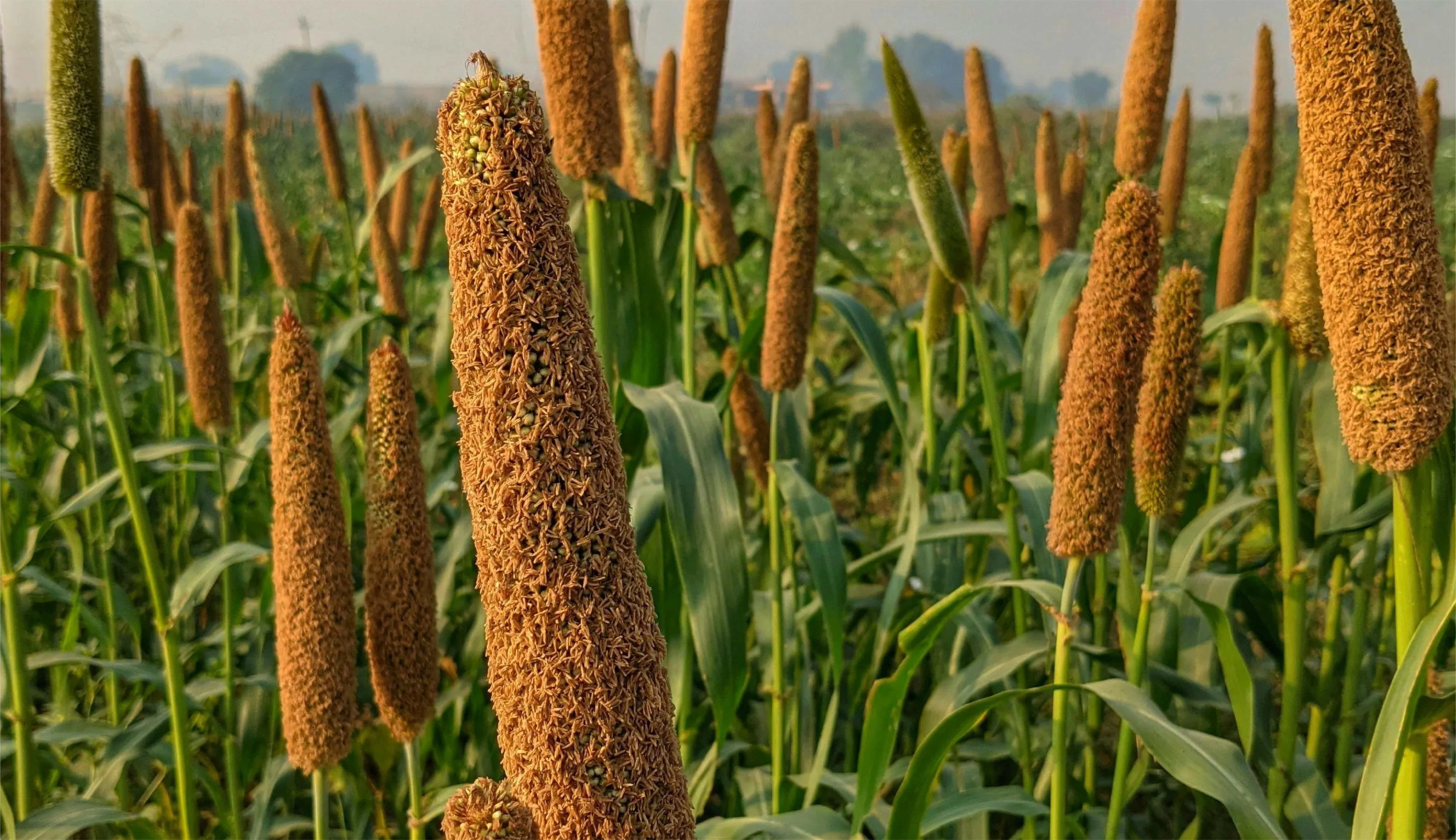 Millets