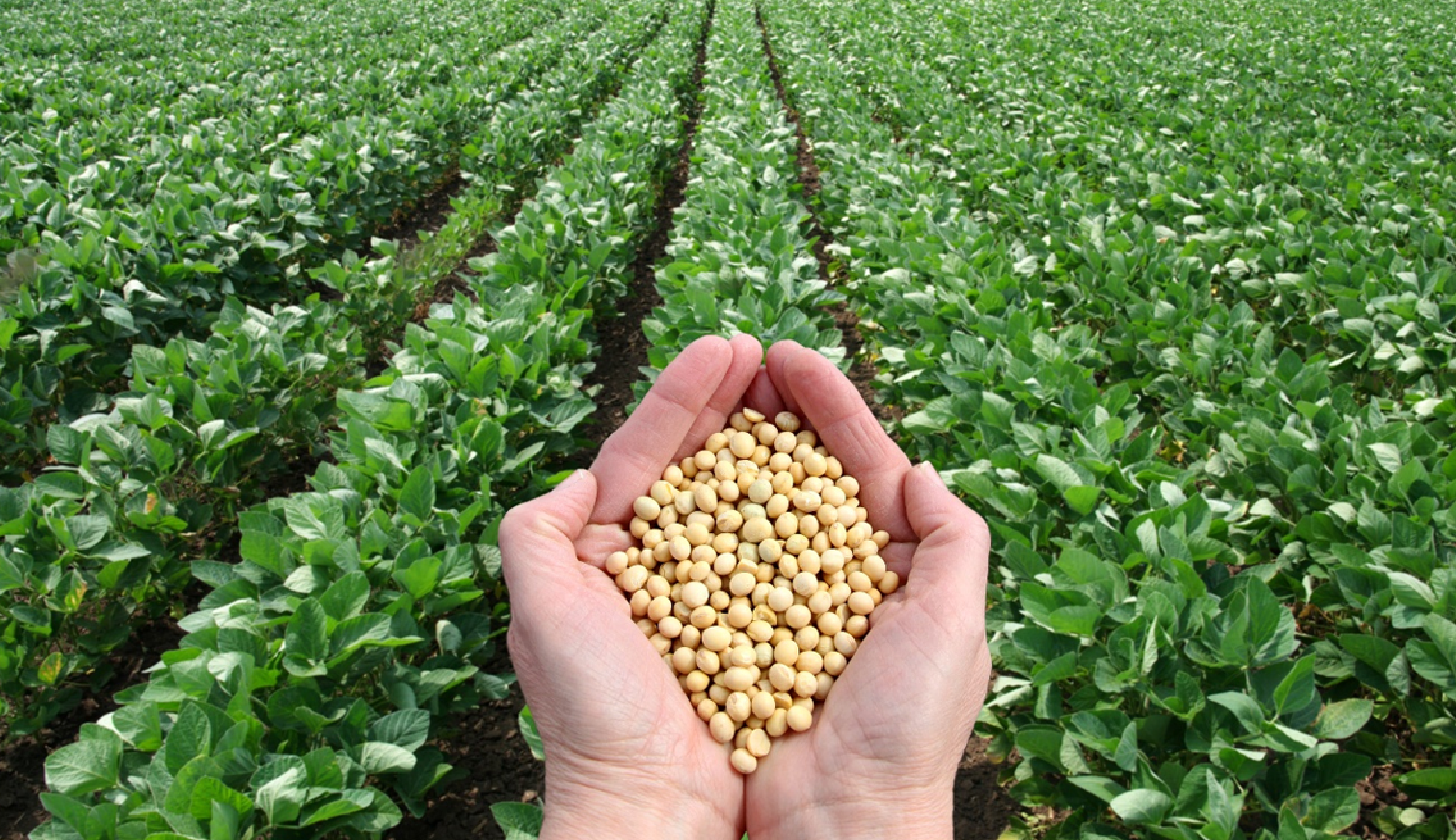 Soybean