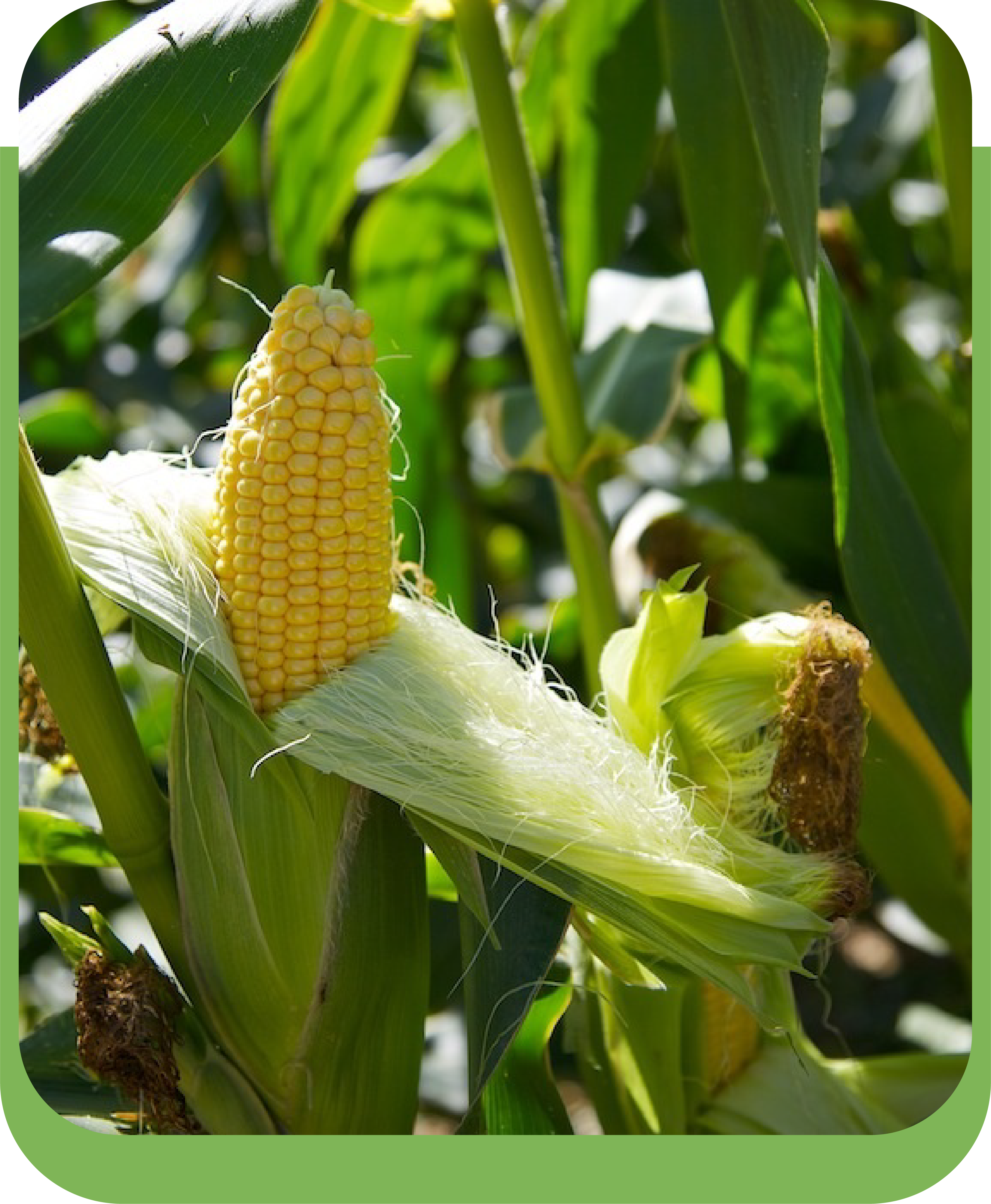 Maize