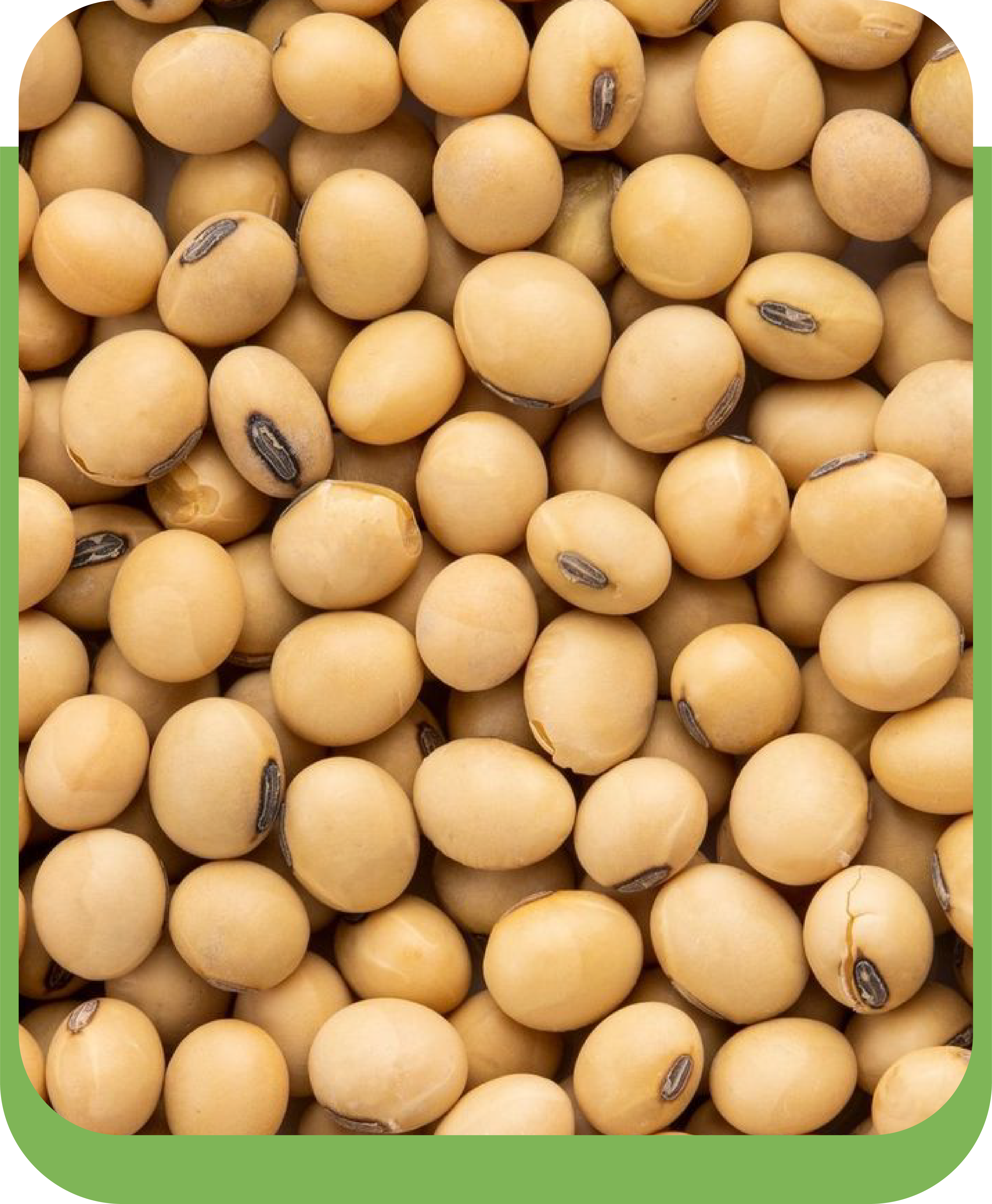 Soybean
